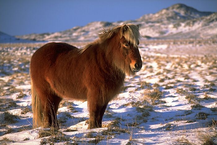 Icelandic horses are not allowed to leave the country. If they do, they are banned from returning. This is because Iceland is an island so they have limited diseases, and this is another measure to prevent it.