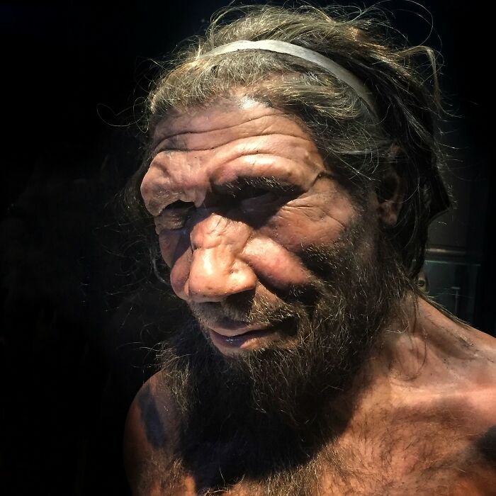 Neanderthals, which were traditionally thought of as extremely primitive humans, are now believed to have been extremely intelligent, even comparable to the intelligence of modern humans. They used tools, had social structures, thrived in hostile environments, and lived long lives.