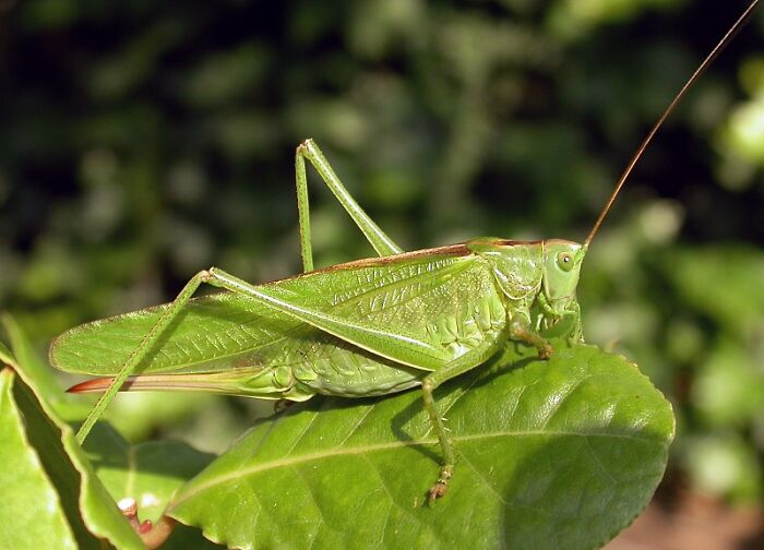 Grasshoppers are older than grass, having evolved roughly 250 million years ago