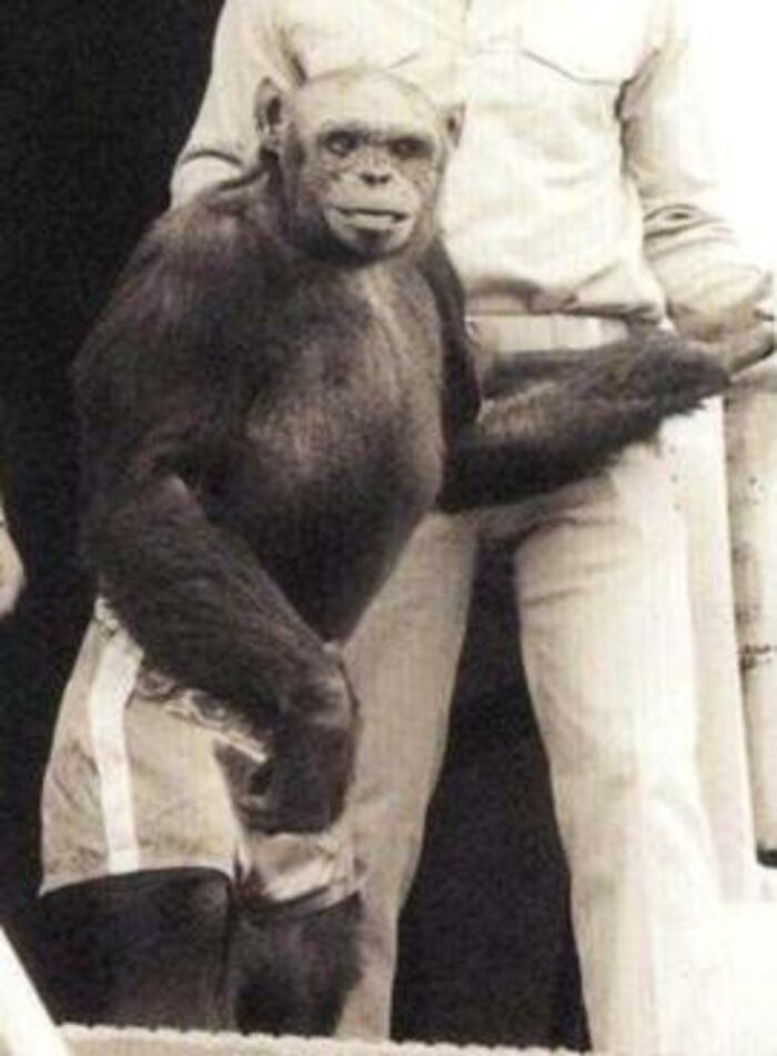 There was an ape named Oliver who preferred walking upright. He was bald, freckled, showed sexual attraction towards humans and even liked to pour himself a cup of brandy every night while wearing a smoking jacket. Due to his human-like features and mannerisms he was once believed to be a "Humanzee".