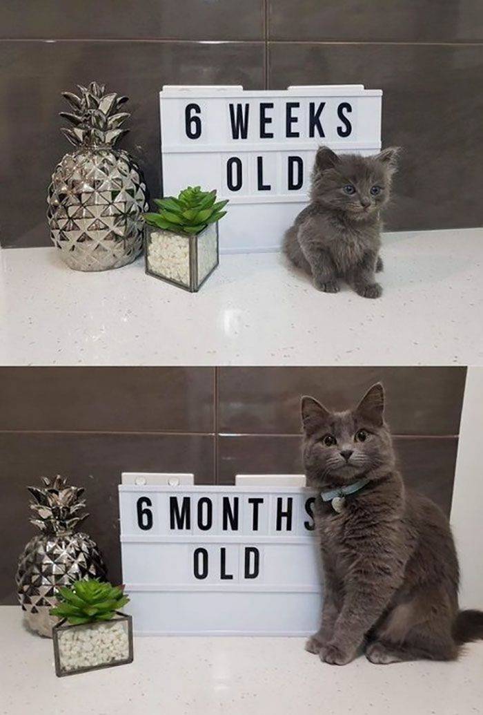 wholesome feel good pics - cat 6 weeks old 6 months old - 6 Weeks Old 6 Months Old