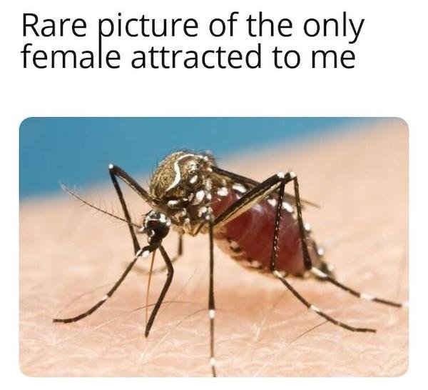 mosquitoes memes - Rare picture of the only female attracted to me