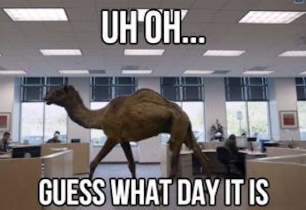 wednesday meme camel - Uh Oh... Guess What Day It Is
