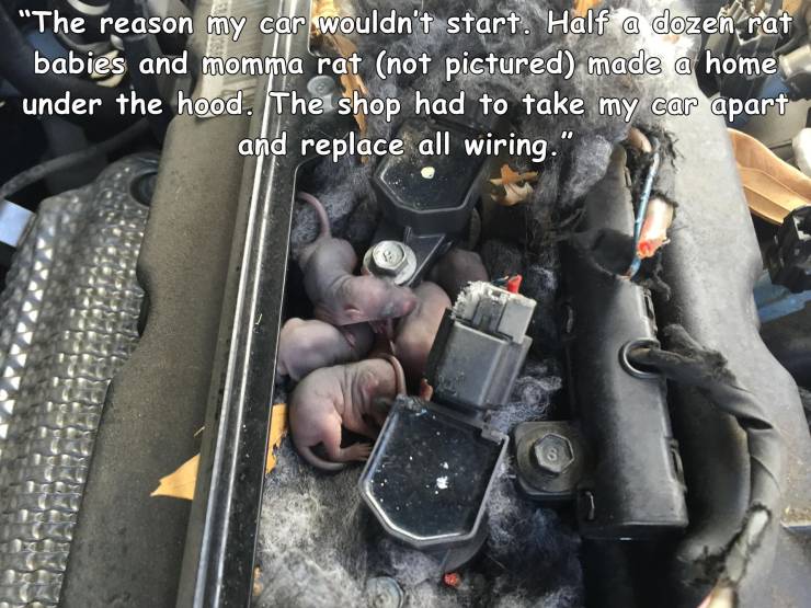 people having a bad day - car - "The reason my car wouldn't start. Half a dozen rat babies and momma rat not pictured made a home under the hood. The shop had to take my car apart and replace all wiring."