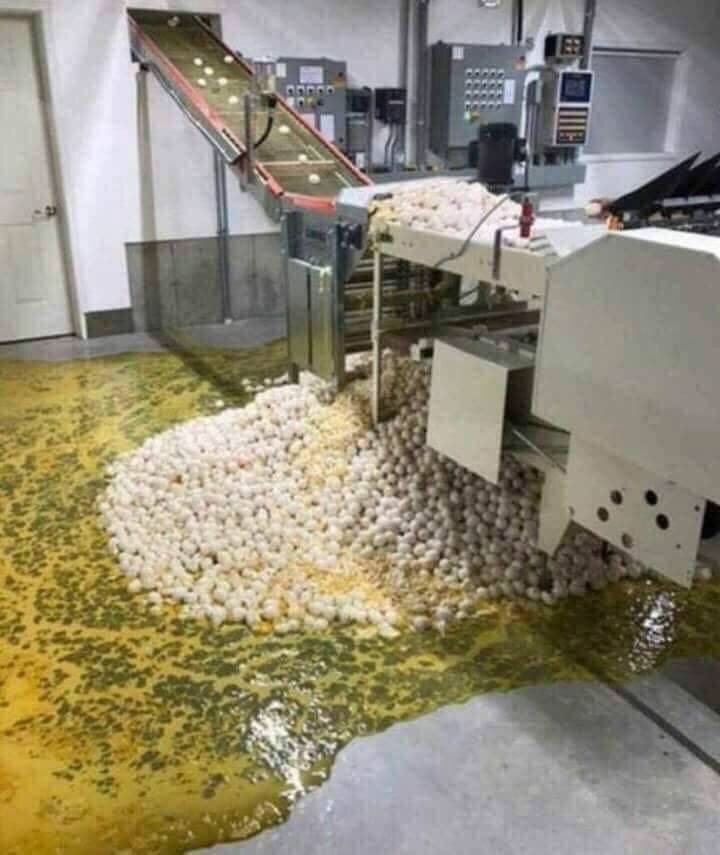 people having a bad day - egg factory accident
