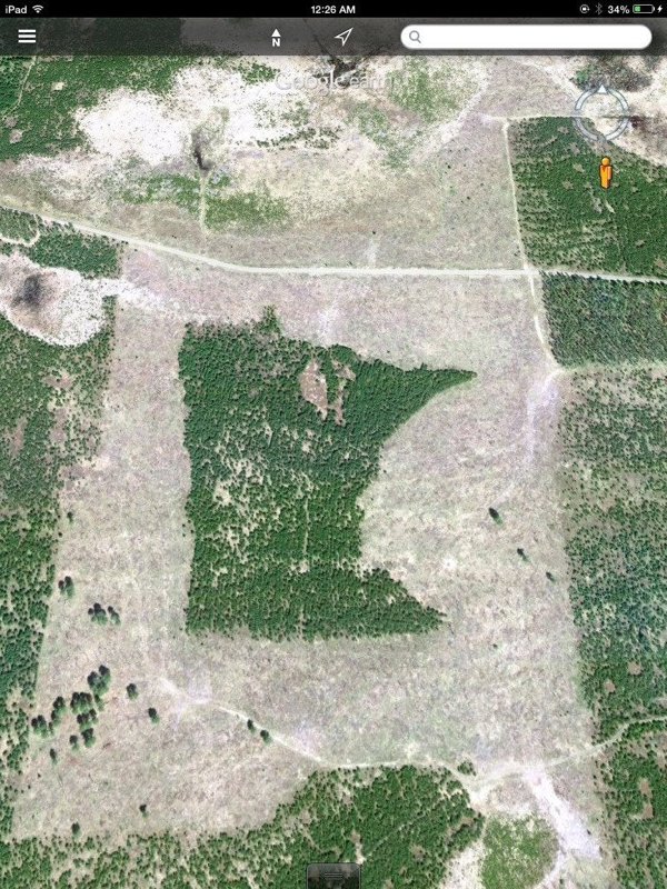 Minnesota,

A forest shaped like the state of Minnesota.