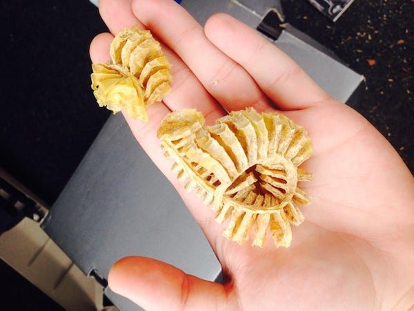 I found in the trunk of my car? it’s dry and brittle. falls apart when you touch it.

A: Looks like a dried whelk egg case.