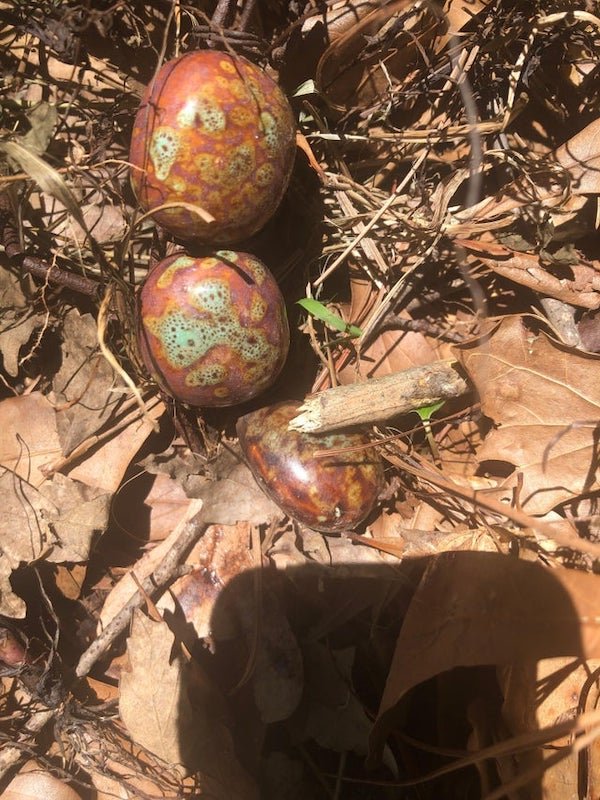 Found in backyard outside Atlanta GA. Hard and clumped together

A: It looks like some kind of oak gall, possibly an oak apple gall.