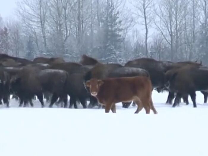 TIL that a cow escaped from a Polish farm and was spotted months later living with a herd of wild bison.