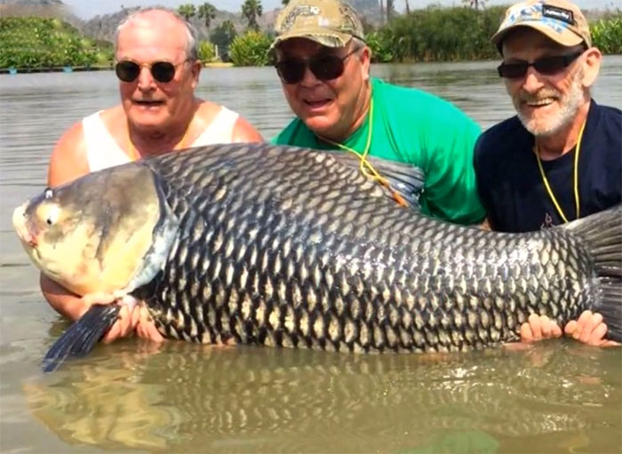 TIL Two guys honored their dead friends dying wish by using his ashes as fish bait and caught an enormous 180lb Carp in his memory