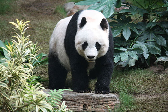 TIL that giant panda is no longer 'endangered' species