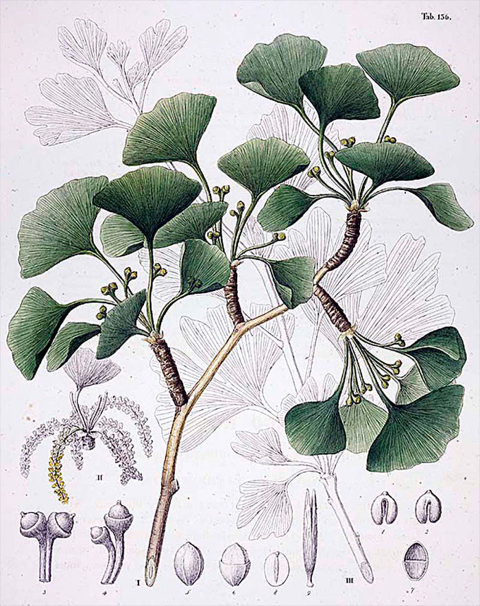 TIL that the Ginkgo Tree is unique, not obviously related to any living plant; a “living fossil,”unchanged in 200 million years.