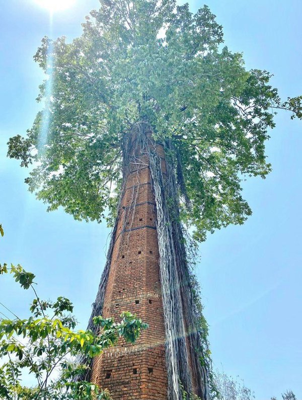 banyan tree growing in chimney - 3