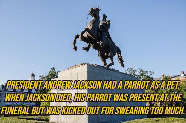 jackson square - President Andrew Jackson Had A Parrot As A Pet When Jackson Died, His Parrot Was Present At The Funeral But Was Kicked Out For Swearing Too Much.
