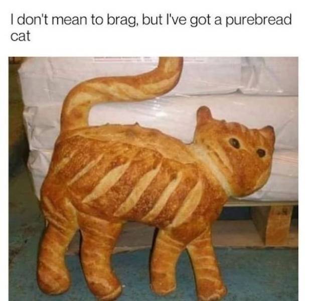 cat baguette - I don't mean to brag, but I've got a purebread cat