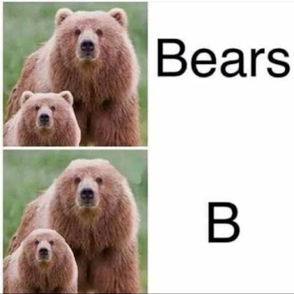 meme about bears - Bears B