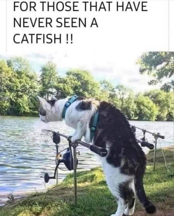 have you ever seen a catfish - For Those That Have Never Seen A Catfish !!