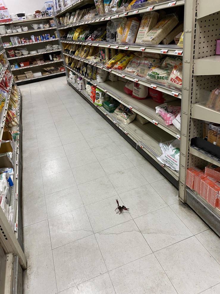 “There is a live crayfish defending the rice aisle in my local Asian market.”