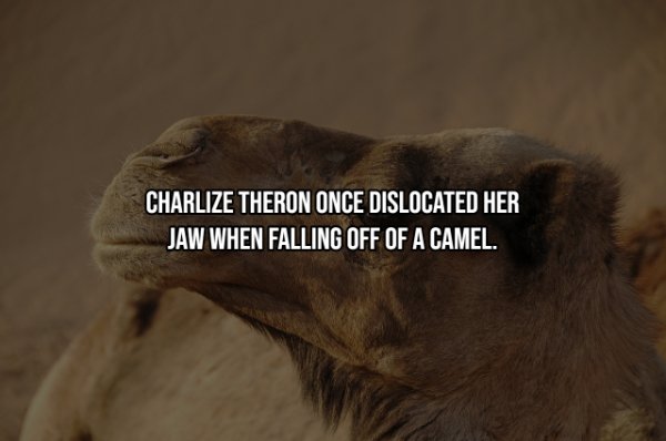 snout - Charlize Theron Once Dislocated Her Jaw When Falling Off Of A Camel.