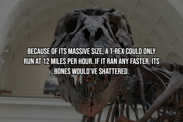 the field museum - Because Of Its Massive Size, A TRex Could Only Run At 12 Miles Per Hour. If It Ran Any Faster, Its Bones Would'Ve Shattered.