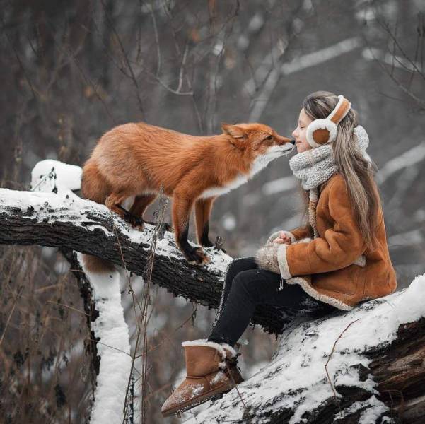 cute pictures of foxes