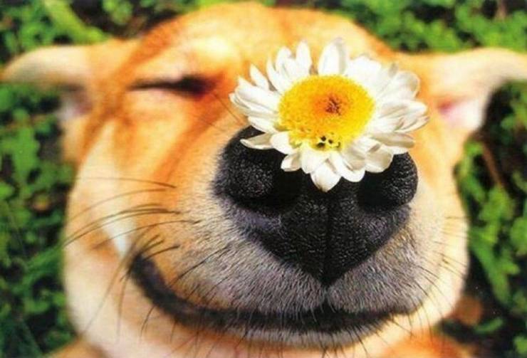 dog with flower on nose