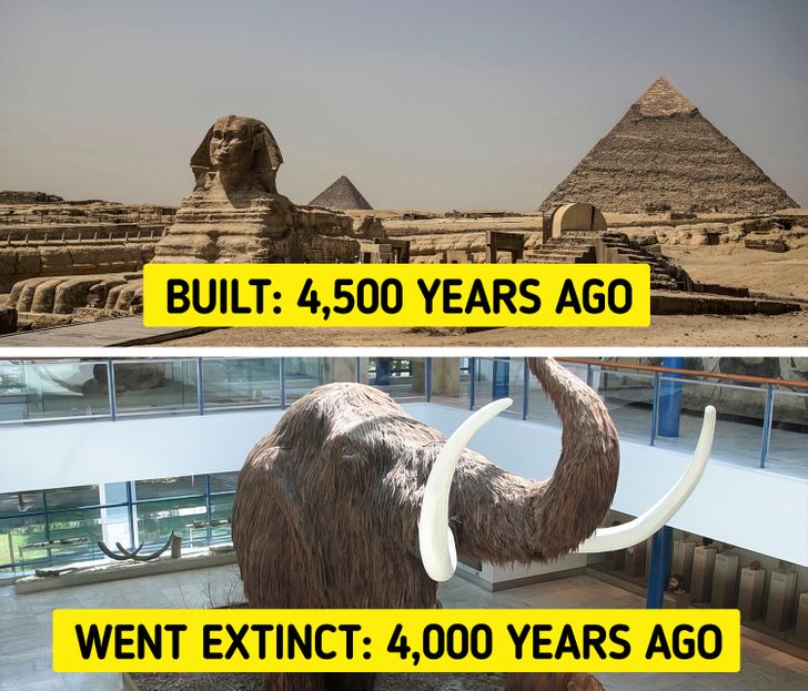 Woolly mammoths were still around when the pyramids were built.