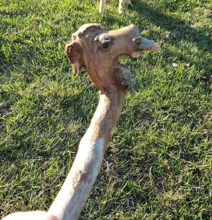 “My daughter found a stick that looks like a camel head”