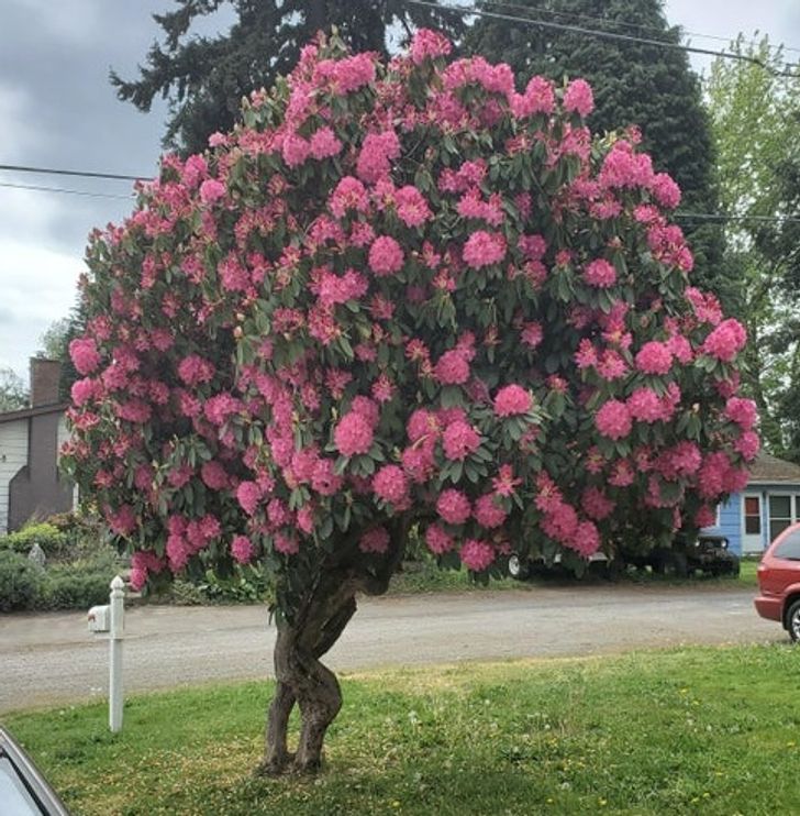 “My rhododendron looks like it’s trying to run off.”