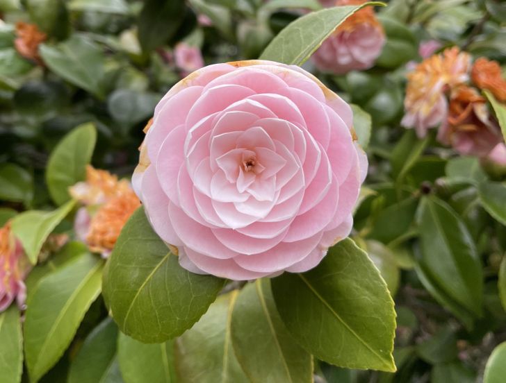 japanese camellia