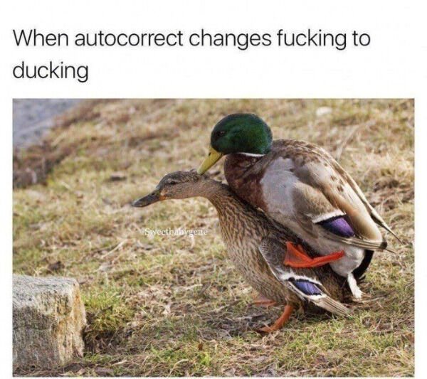 autocorrect changes to duck - When autocorrect changes fucking to ducking Sweethebysene