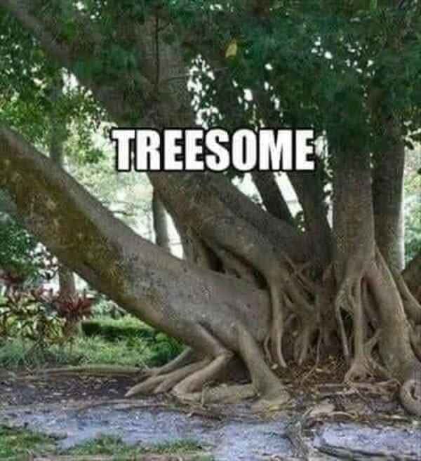 funny trees