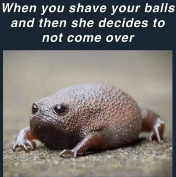 shaved frog - When you shave your balls and then she decides to not come over