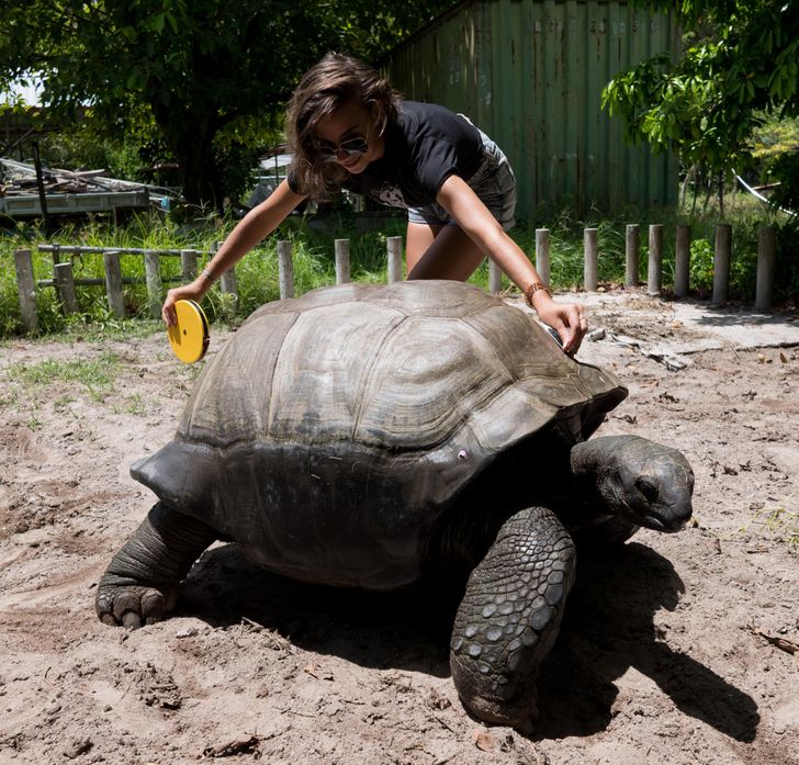 “I measured Thomas, my 160-year-old critically endangered tortoise, 4.4 ft long x 2.4 ft high.”