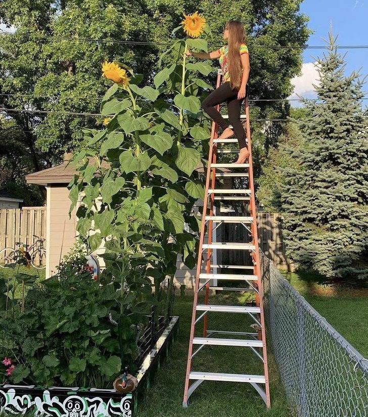 “Can’t wait to grow sunflowers again this year! Here are my 15 ft American giant hybrids from last summer.”
