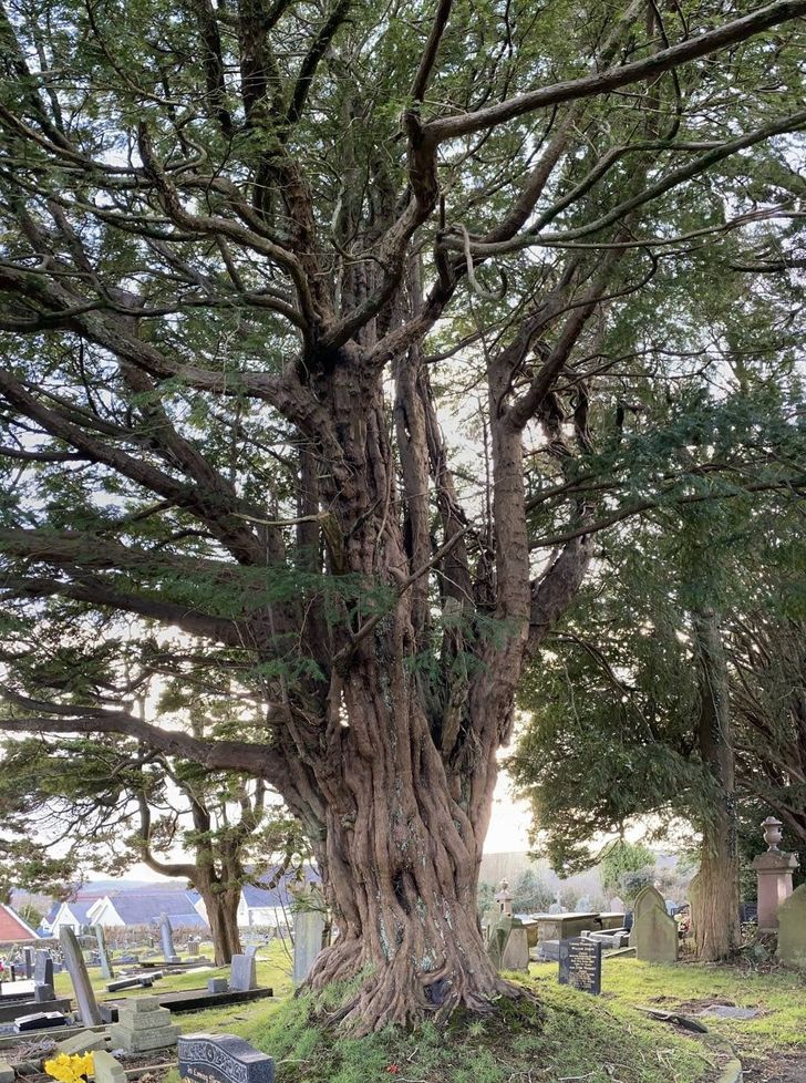 “Ancient tree dating back to the 1100s in my town”