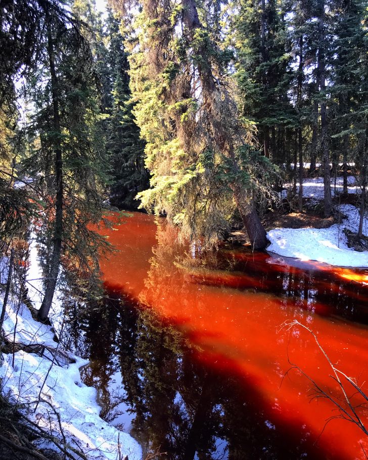 “Tannins from the spruce and peaty soil turn the river red.”