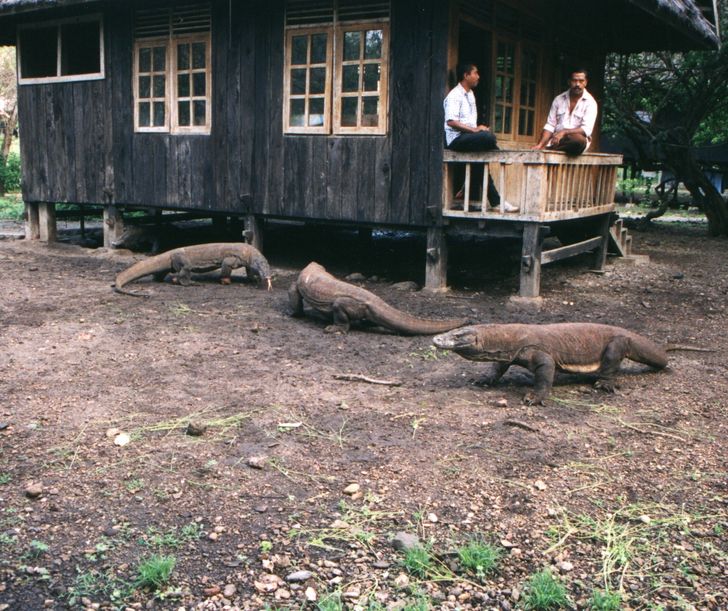 “Komodo Dragons hanging out at the ranger station, waiting for some chicken meat to be thrown to them.”