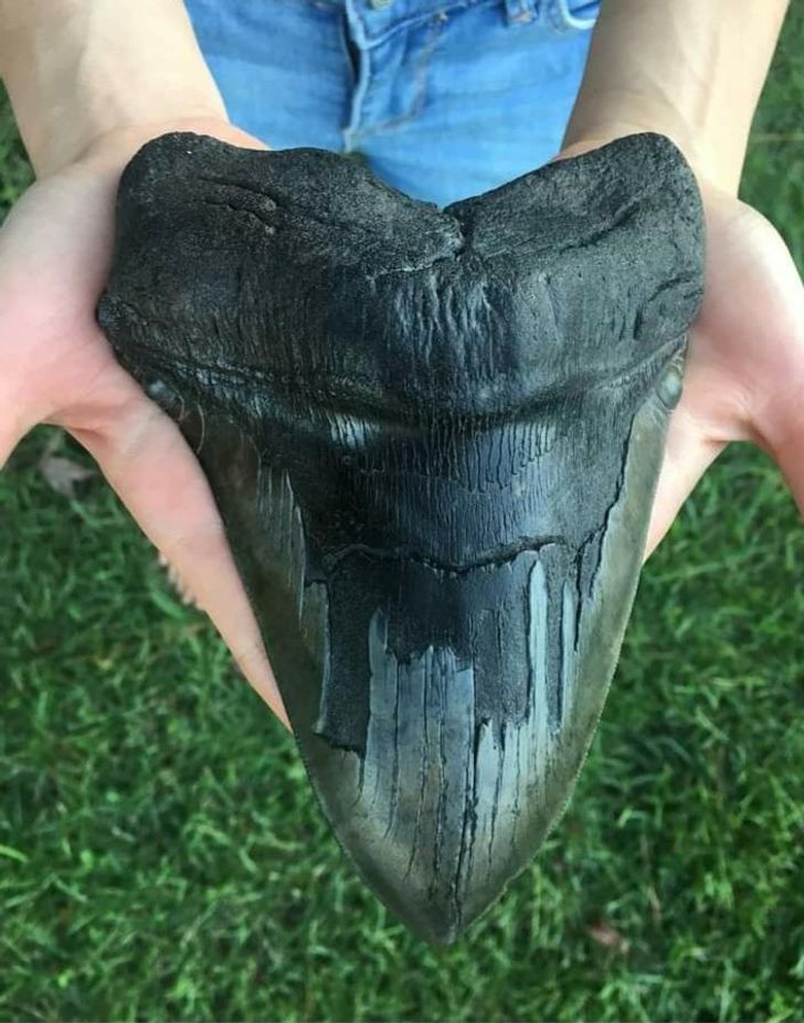 “Megalodon tooth found in the Ace River Basin, Georgia. The creature that had this would have been larger than a school bus.”