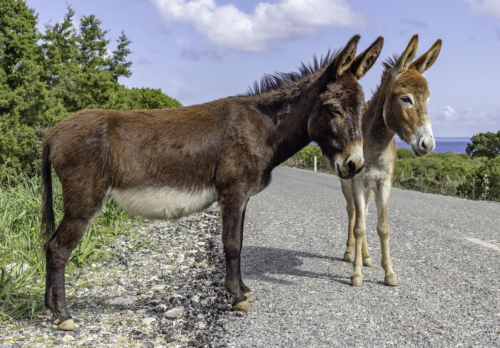 In the state of Arizona, to this day, you can’t let a donkey sleep in your bathtub. The origin of the law is actually a funny story that apparently, nobody wanted to repeat itself. In 1924, a donkey found an abandoned bathtub outside its owner’s property and the animal took it as a good place to sleep. While it was sleeping, a dam near Kingman collapsed, causing a flash flood, and the napping donkey was carried by the waters. The people of the town were after the donkey to save him and after experience, considering the expense and the risks encountered by the rescuers, it was decided that donkeys should not be allowed to sleep in bathtubs.