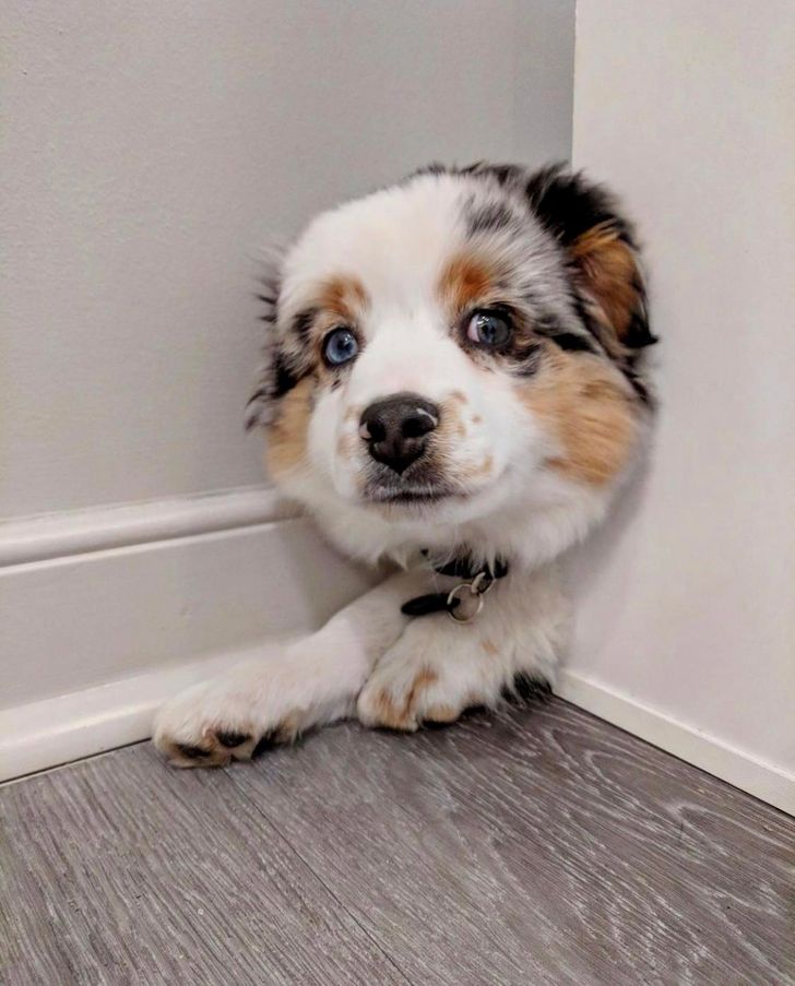 “A dog looking from behind a door”