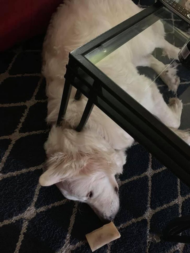 “Thought my dog was impaled by this table.”