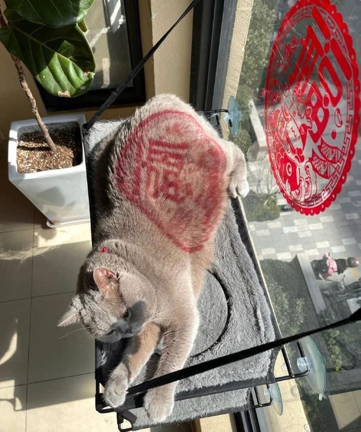 “Bobby is resting next to the window, and the window sticker looks like a stamp on his fur.”