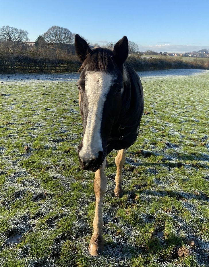 “My horse, looking like her head has been stuck on 2 sticks...”