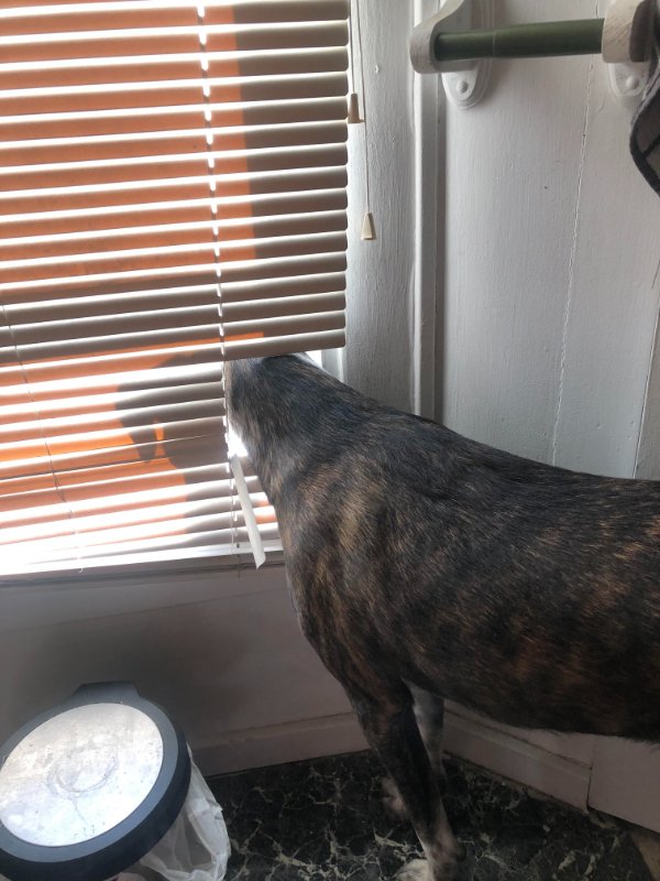 “My dog broke my blinds just so she can do this…”