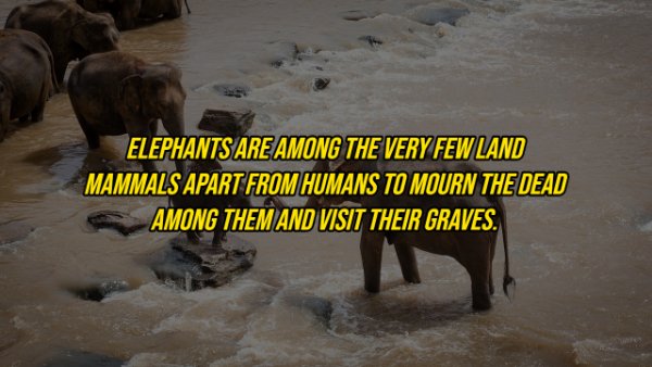 Elephant - Elephants Are Among The Very Few Land Mammals Apart From Humans To Mourn The Dead Among Them And Visit Their Graves.