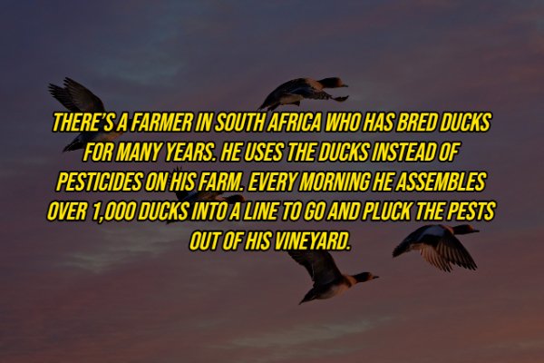 fauna - There'S A Farmer In South Africa Who Has Bred Ducks For Many Years. He Uses The Ducks Instead Of Pesticides On His Farm. Every Morning He Assembles Over 1,000 Ducks Into A Line To Go And Pluck The Pests Out Of His Vineyard.
