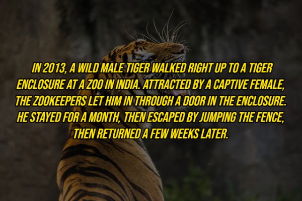 fauna - In 2013, A Wild Male Tiger Walked Right Up To A Tiger Enclosure At A Zoo In India. Attracted By A Captive Female, The Zookeepers Let Him In Through A Door In The Enclosure. He Stayed For A Month, Then Escaped By Jumping The Fence, Then Returned A 
