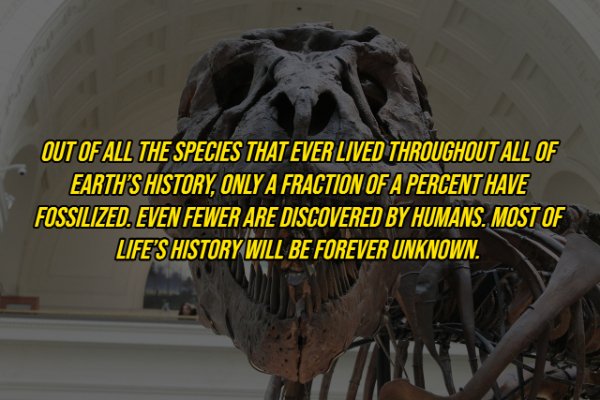 the field museum - Out Of All The Species That Ever Lived Throughout All Of Earth'S History, Only A Fraction Of A Percent Have Fossilized. Even Fewer Are Discovered By Humans. Most Of Life'S History Will Be Forever Unknown.