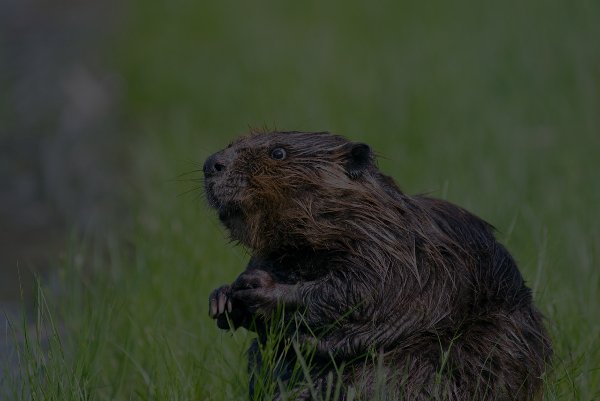 Beavers the size of black bears used to inhabit North America.